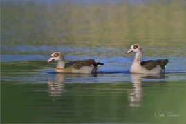 <p>HUSICE NILSKÁ (Alopochen aegyptiaca) Varnsdorf ---- /Egyptian goose - Nilgans/</p>